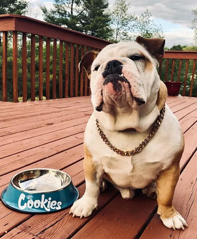 Cookies Original Mint Logo Dog Bowl